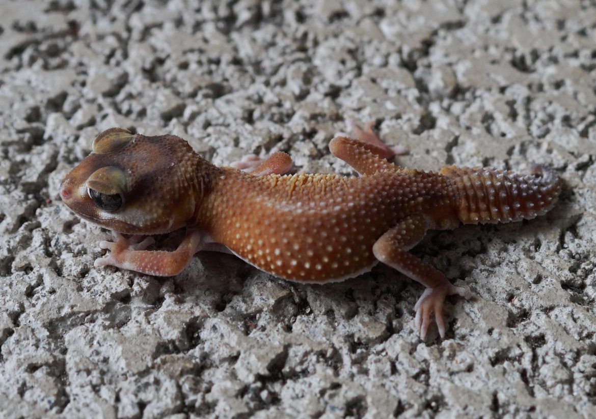 Paternless NLP PATTERNLESS / 皮柏勒無紋細皮瘤尾 – JK Reptile