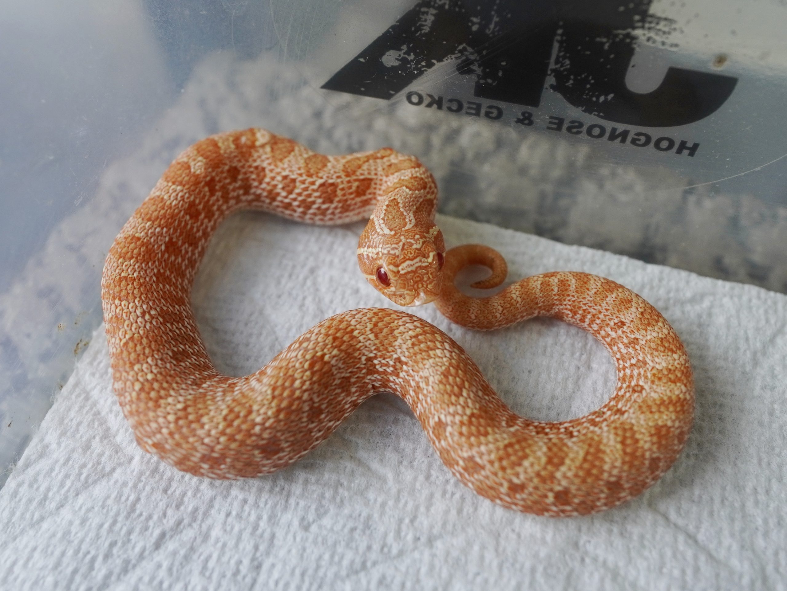 Albino Anaconda 100%Het Snow / 白化康達100%帶雪