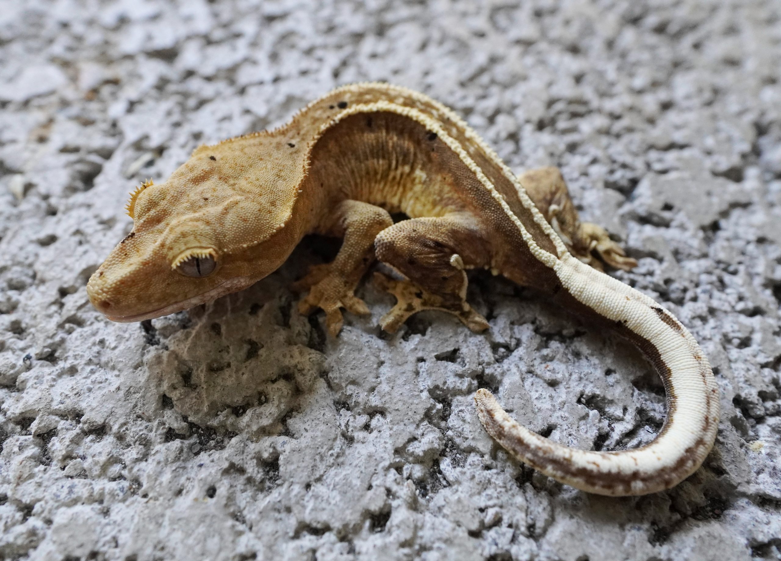 奶油四直線 / Cream Quad Stripe