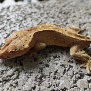 細直線哈樂根大麥町/ Pinstriped Harlequin Dalmatian