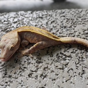 細直線極端哈樂根/ Pinstriped Extreme Harlequin