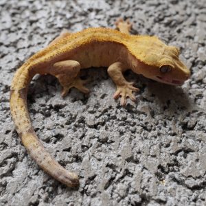 黃色系單色 / Yellow