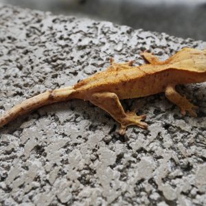 黃色系單色 / Yellow