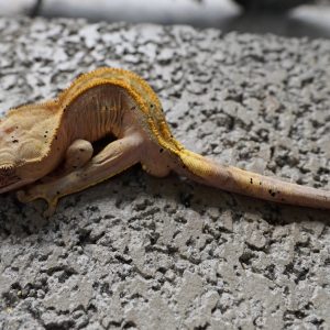 細直線哈樂根大麥町/ Pinstriped Harlequin Dalmatian