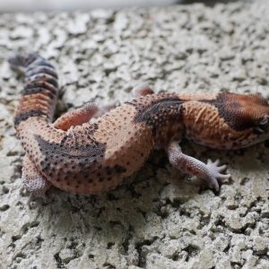 普通100%帶幽靈.奧立歐.無紋 / NORMAL 100% 3HET GHOST OREO PATTRENLESS