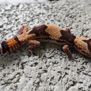 普通100%帶幽靈.奧立歐.無紋 / NORMAL 100% 3HET GHOST OREO PATTRENLESS