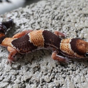 普通100%帶幽靈.奧立歐.無紋 / NORMAL 100% 3HET GHOST OREO PATTRENLESS