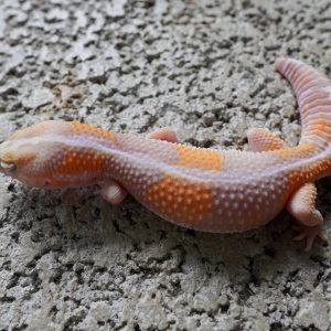 直線橘白化66%帶無紋.50%帶奧立歐 / STRIPED TANGERINE AMEL 66%HET PATTERNLESS . 50%HET OREO