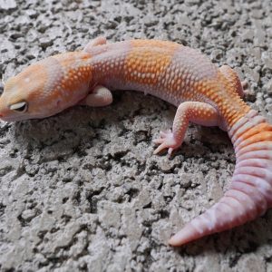 橘白化66%帶無紋.50%帶奧立歐 / TANGERINE AMEL 66%HET PATTERNLESS . 50%HET OREO