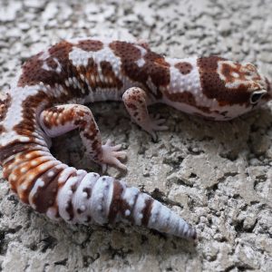 立可白100%帶橘白化 祖魯 50%帶焦糖 / WO 100%HET AMEL ZULU. 50%HET CARAMEL