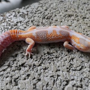 立可白橘白化100%帶無紋.50%帶奧立歐 / WO TANGERINE AMEL 100%HET PATTERNLESS . 50%HET OREO