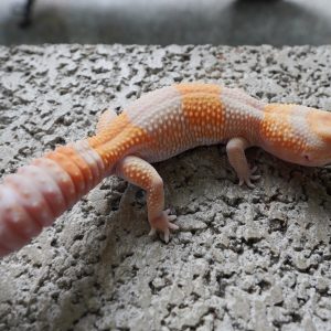 橘白化66%帶無紋.50%帶奧立歐 / TANGERINE AMEL 66%HET PATTERNLESS . 50%HET OREO