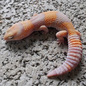 橘白化66%帶無紋.50%帶奧立歐 / TANGERINE AMEL 66%HET PATTERNLESS . 50%HET OREO