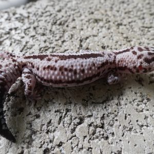 立可白無紋奧利歐 / WO PATTERNLESS OREO