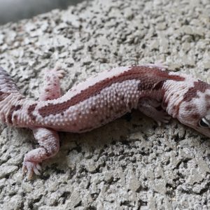 立可白奧立歐祖魯 / WO OREO ZULU