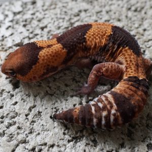 毒刺100%帶幽靈.66%帶無紋 / STNGERINE 100%HET GHOST . 66%HET PATTERNLESS