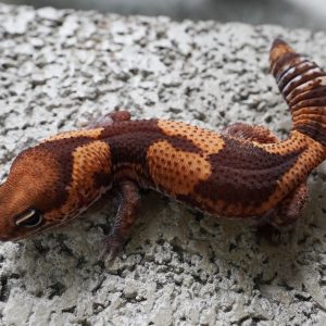 毒刺100%帶幽靈.66%帶無紋 / STNGERINE 100%HET GHOST . 66%HET PATTERNLESS