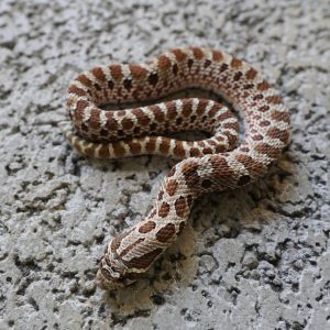 Normal 100% Het Sable / 普豬100%帶黑貂