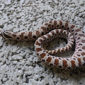 Normal 100% Het Sable / 普豬100%帶黑貂