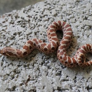 Red Normal 100% Het Lavender . Frost / 紅色普豬100%帶薰衣草 . 霜