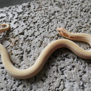 Toffee Super Anaconda 66%Het MaiTai / 太妃糖超級康達66%帶邁泰(黑貂)