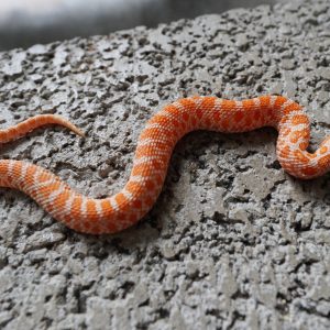 Orange Albino 66%Het Sunbrust / 橘色系白化66%帶太陽爆炸