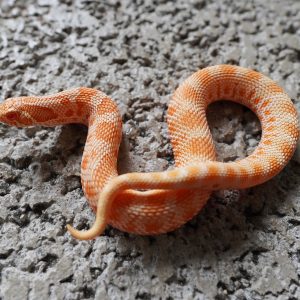 Orange Albino Anaconda 66%Het Sunbrust / 橘色系白化康達66%帶太陽爆炸