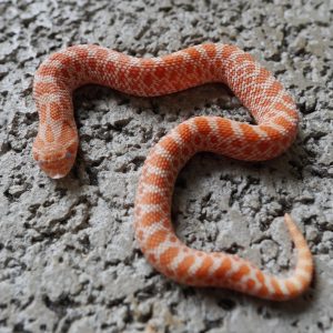 Orange Albino 66%Het Sunbrust / 橘色系白化66%帶太陽爆炸