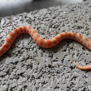 Red Albino Anaconda 66%Het Sunbrust / 紅色系白化康達66%帶太陽爆炸