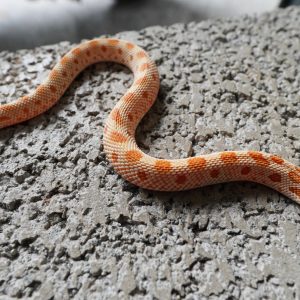 Toffee Anaconda 66%Het MaiTai / 太妃糖康達66%帶邁泰(黑貂)