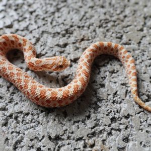 Toffee 66%Het MaiTai / 太妃糖66%帶邁泰(黑貂)