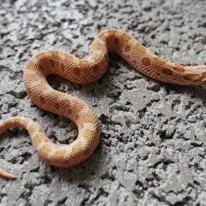 Yellow Toffee Anaconda 66%Het MaiTai / 黃色太妃糖康達66%帶邁泰(黑貂)