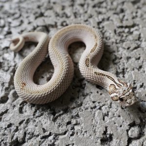 Super Anaconda Arctic 66%Het Albino / 超級康達北極66%帶白化