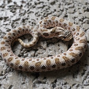Arctic Anaconda 66%Het Albino / 北極康達66%帶白化
