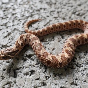 Anaconda 100%Het Snow / 康達100%帶雪