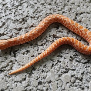 Orange Albino 100%Het Snow / 橘色白化100%帶雪