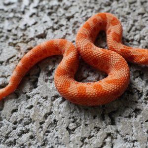 Red Sunbrust Anaconda / 紅色系太陽爆炸康達