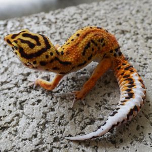 蜜橘佐羅土匪 / MANDARIN TANGERINE ZORRO BANDIT
