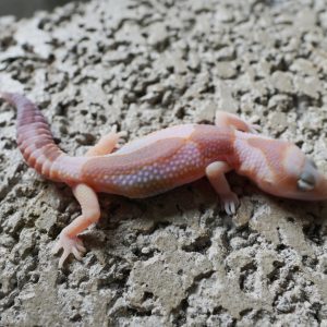 立可白橘白化祖魯 66%HET 焦糖