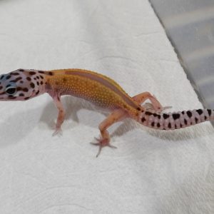 密碼