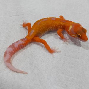 紅鑽石