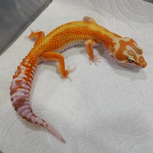WY紅鑽石