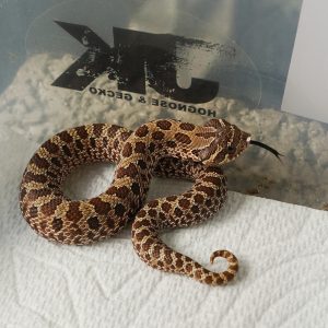 普豬 100%HET 焦糖