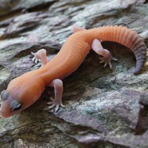 無紋100%HET橘白